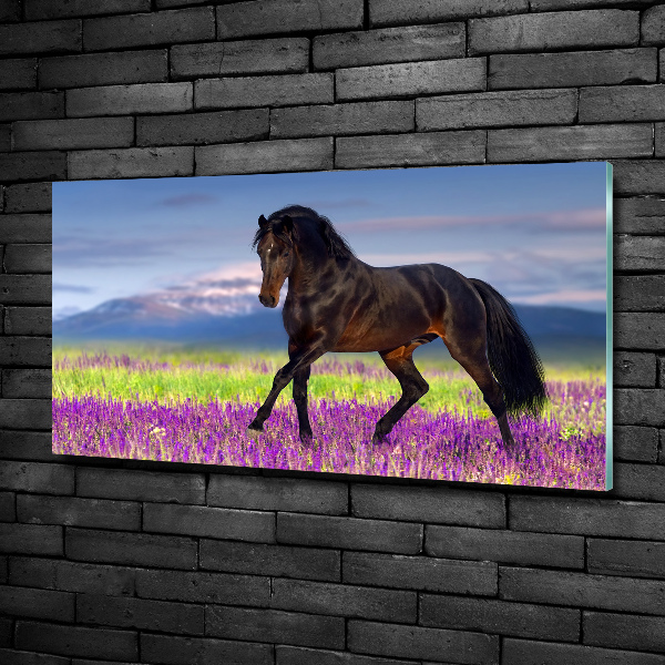 Wall art on glass Horse in the field of lavender