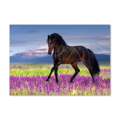 Wall art on glass Horse in the field of lavender