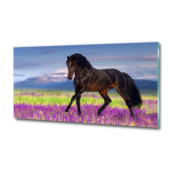 Wall art on glass Horse in the field of lavender