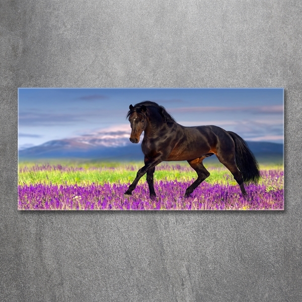 Wall art on glass Horse in the field of lavender