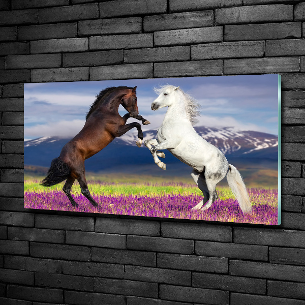 Glass wall art Fighting horses mountains