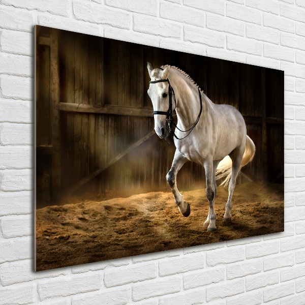 Wall art on glass White horse in the stable