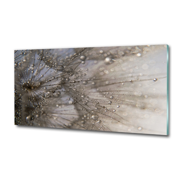 Dandelion seeds