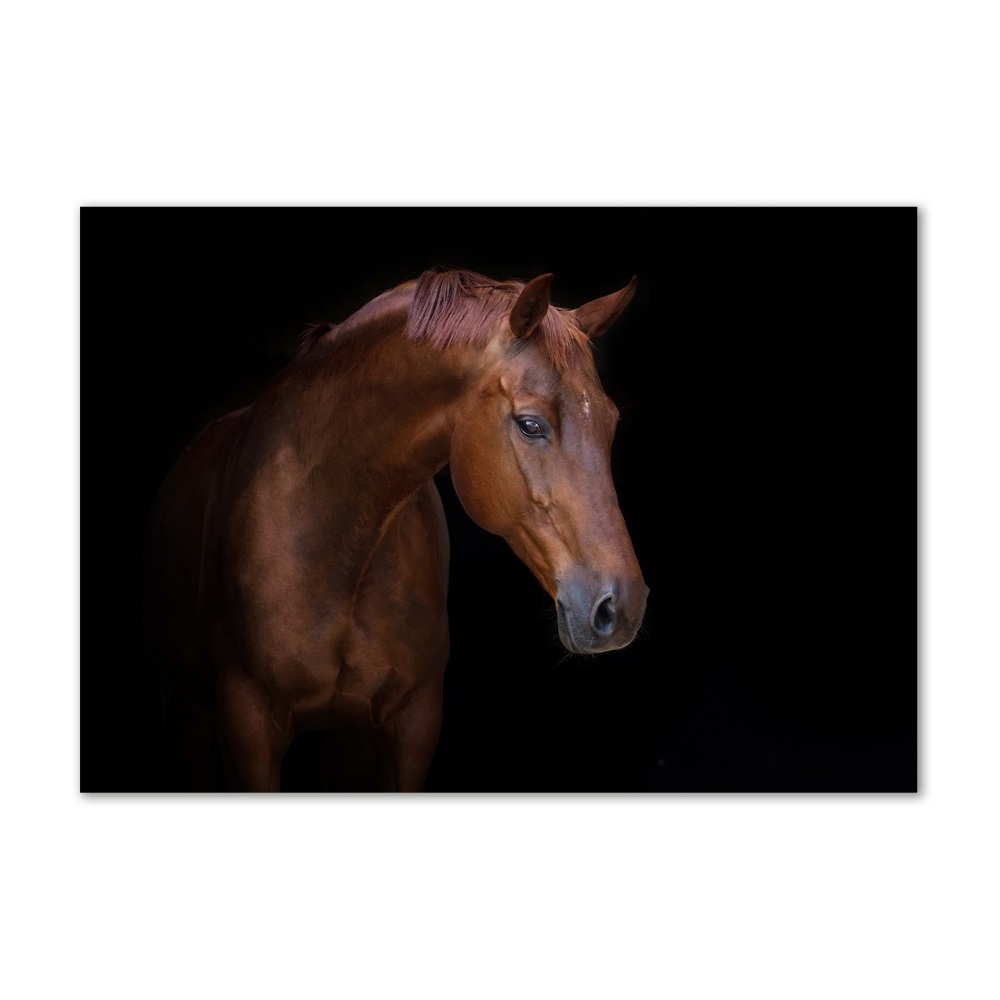 Wall art on glass Brown horse