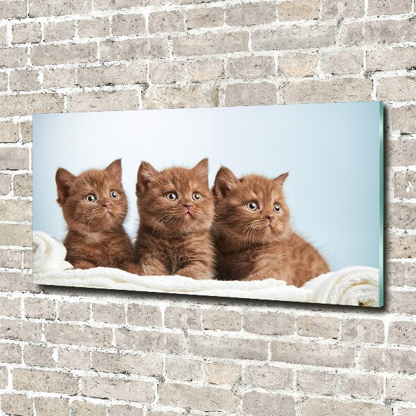 Glass art print Chatter cats