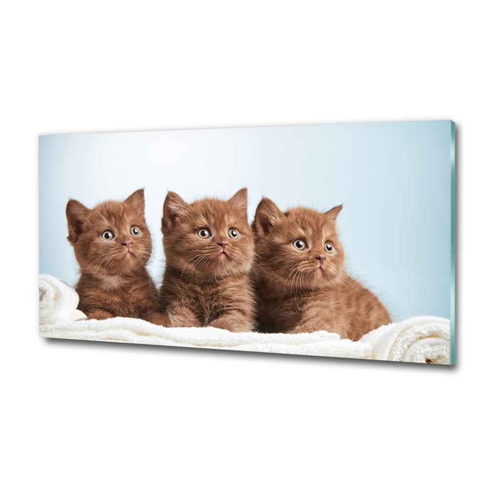 Glass art print Chatter cats