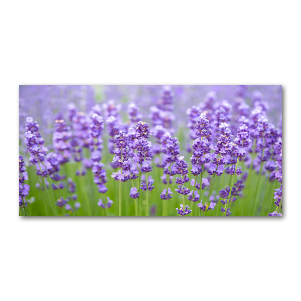 Wall art on glass Lavender