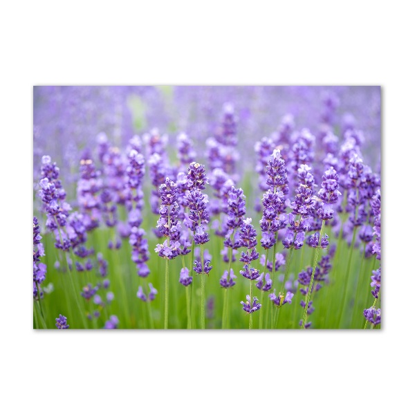 Wall art on glass Lavender