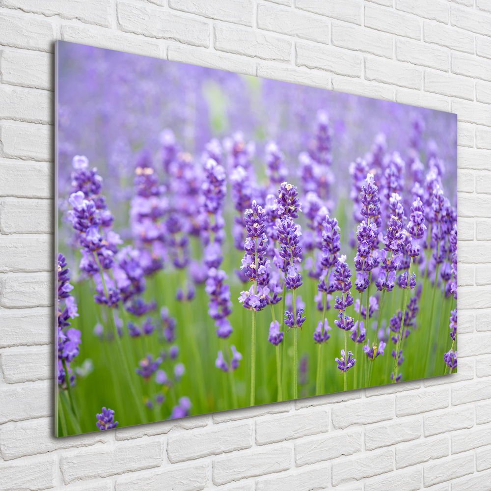 Wall art on glass Lavender