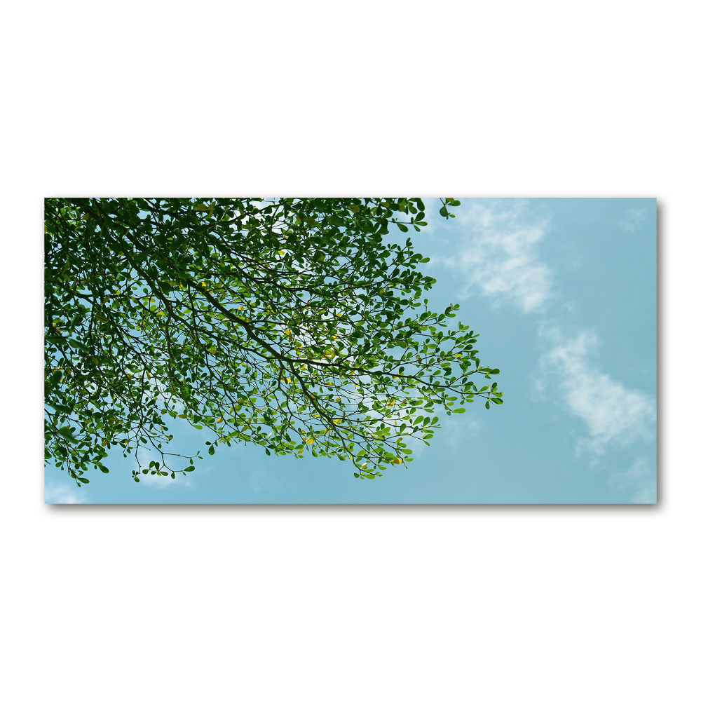 Glass wall art large Leaves in the sky