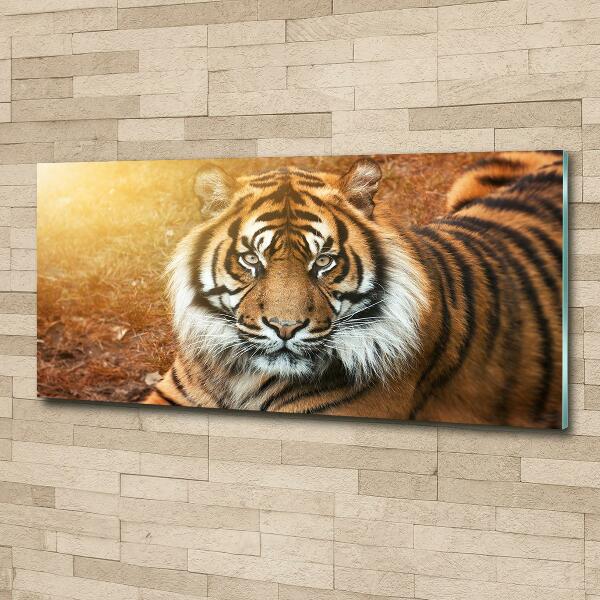 Wall art on glass Bengal tiger