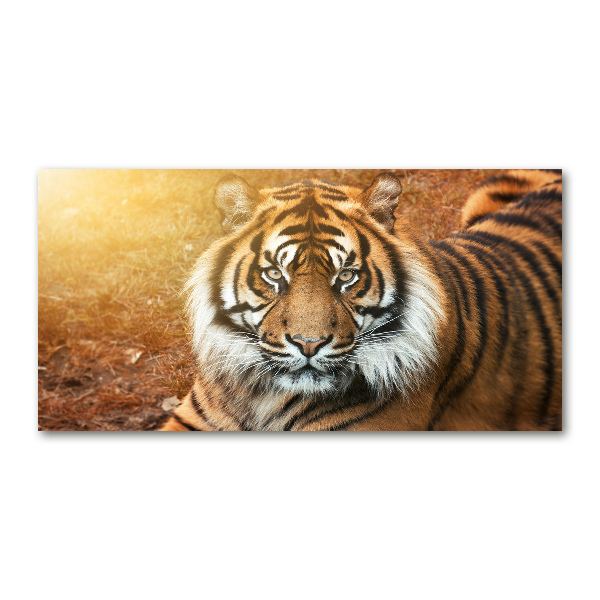 Wall art on glass Bengal tiger