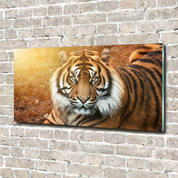 Wall art on glass Bengal tiger