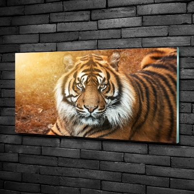 Wall art on glass Bengal tiger