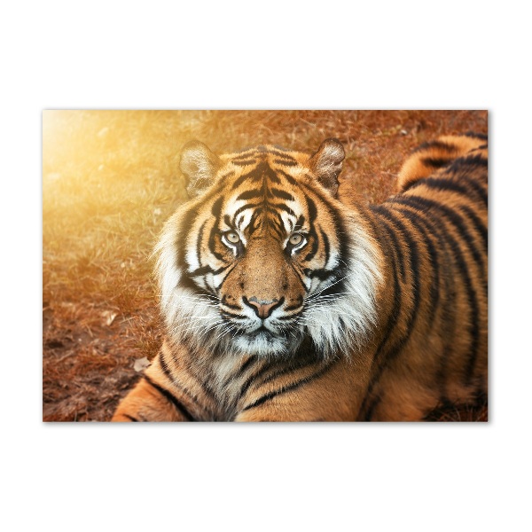 Wall art on glass Bengal tiger