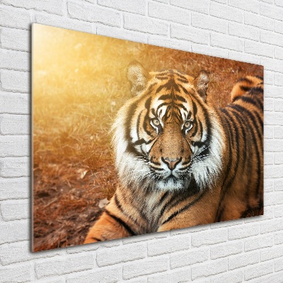 Wall art on glass Bengal tiger