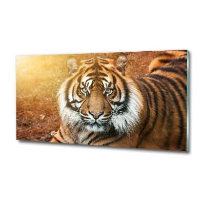 Wall art on glass Bengal tiger