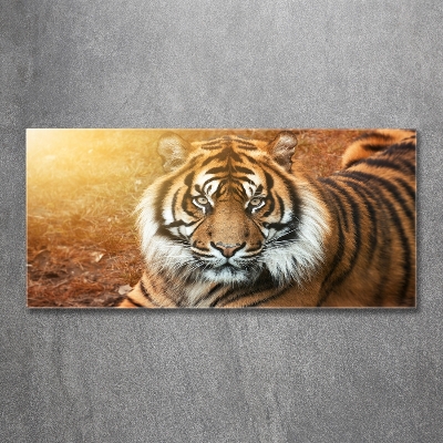 Wall art on glass Bengal tiger