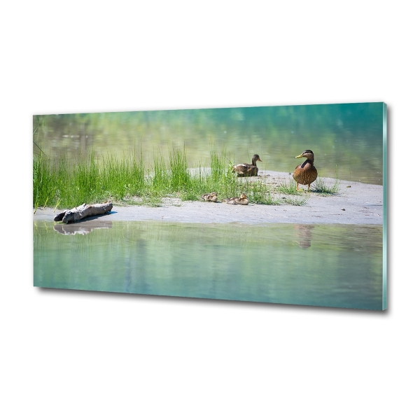 Wall art on glass Ducks by the water