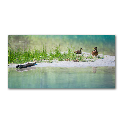 Wall art on glass Ducks by the water