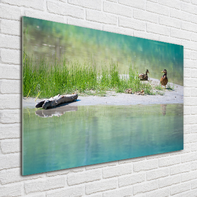 Wall art on glass Ducks by the water