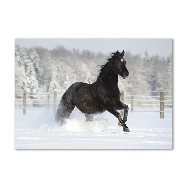 Wall art on glass Snow horse at the gallop