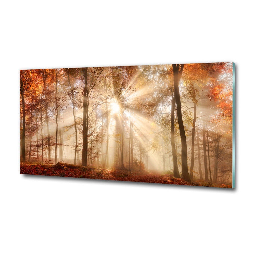 Wall art on glass Fog in the forest autumn