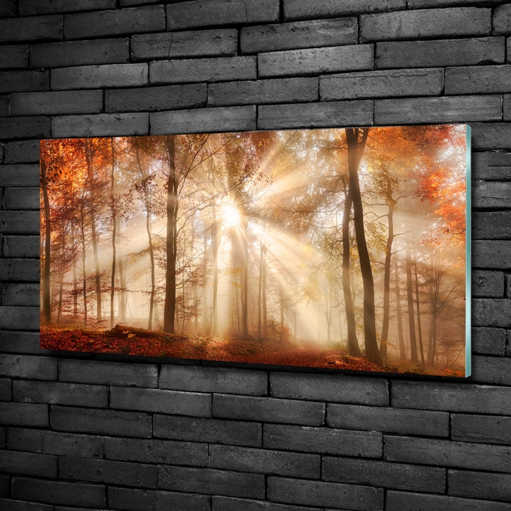 Wall art on glass Fog in the forest autumn