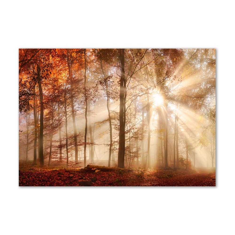 Wall art on glass Fog in the forest autumn