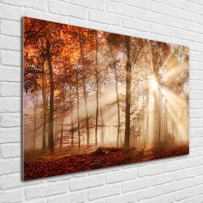 Wall art on glass Fog in the forest autumn