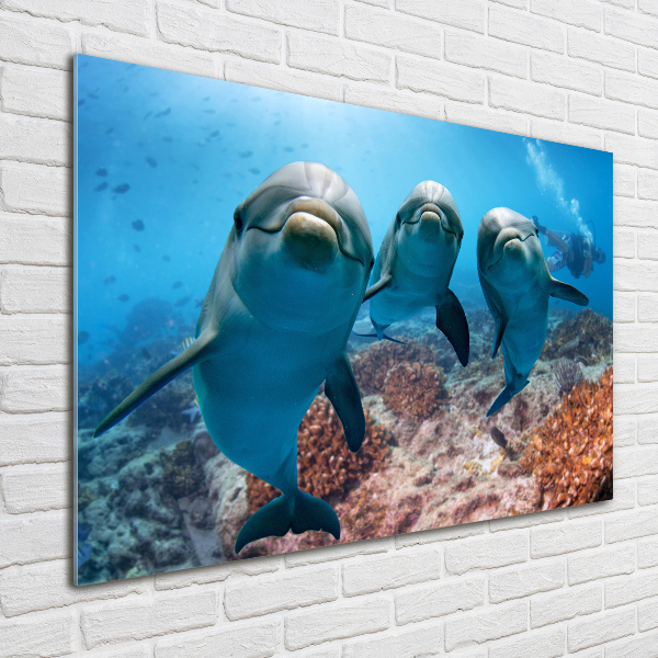 Glass art print Dolphins