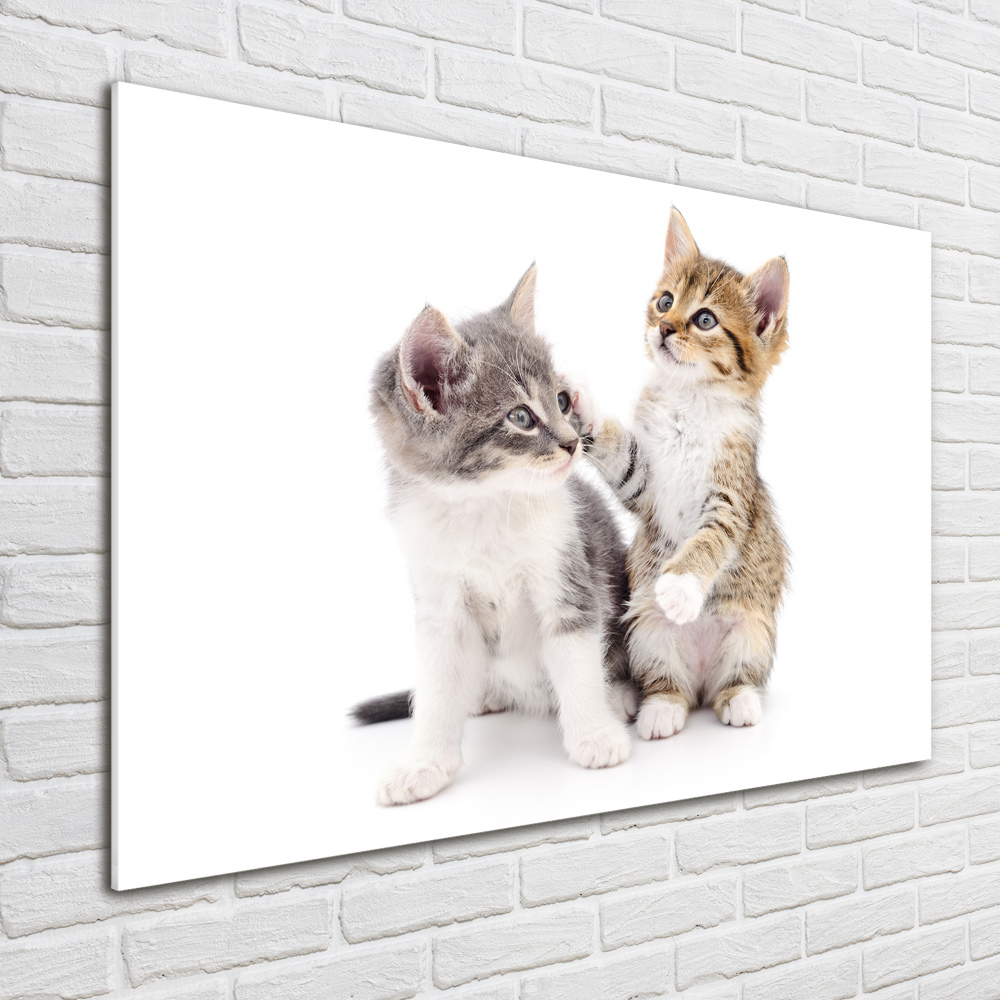 Glass art print Two little cats