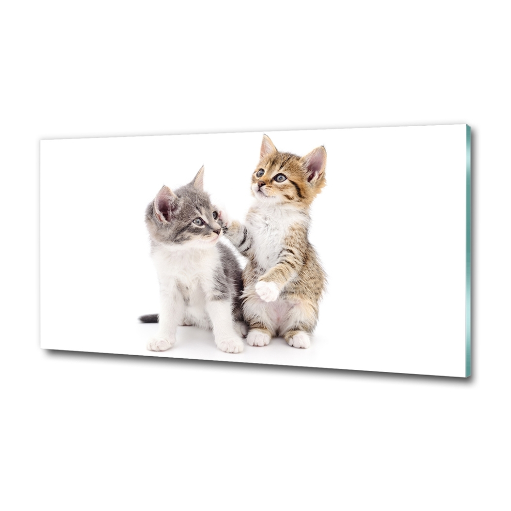 Glass art print Two little cats