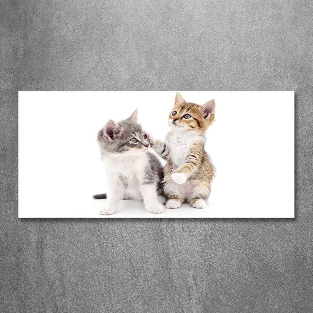 Glass art print Two little cats