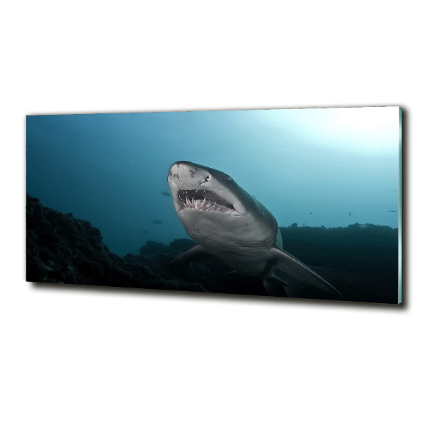 Wall art on glass Large shark