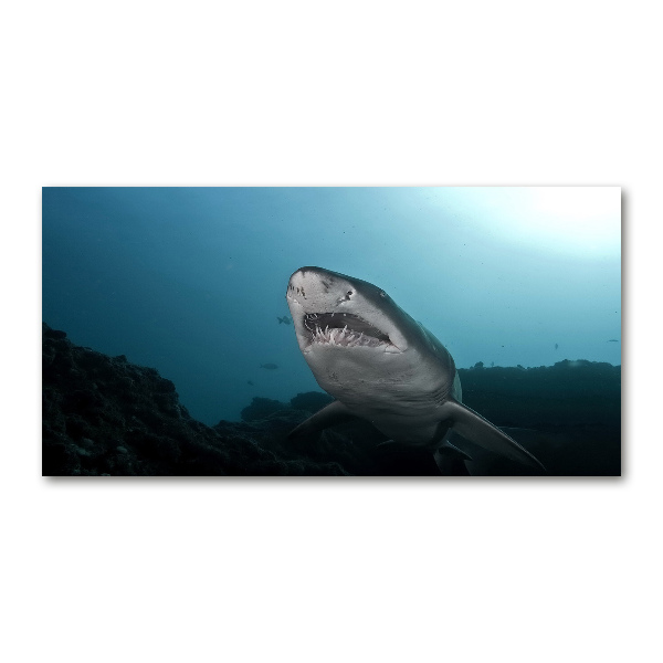 Wall art on glass Large shark