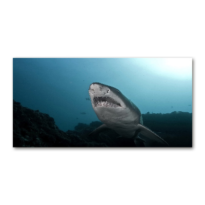 Wall art on glass Large shark