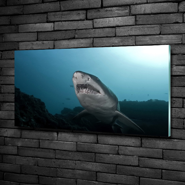 Wall art on glass Large shark