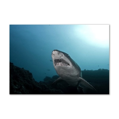 Wall art on glass Large shark