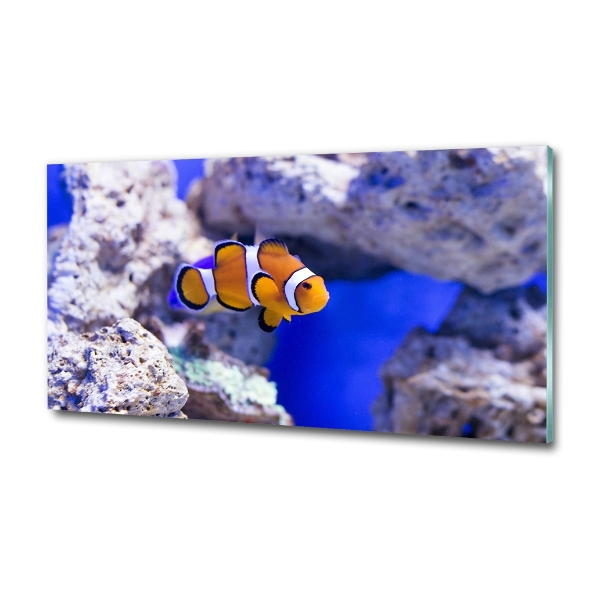 Glass art print Coral reef clowns