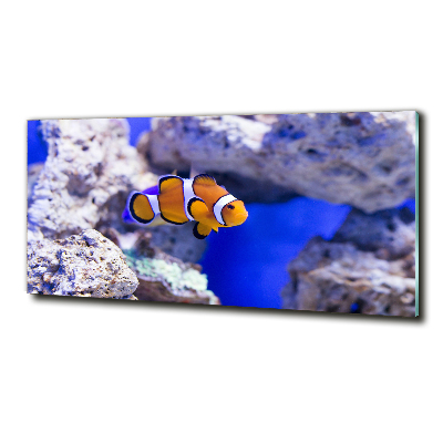 Glass art print Coral reef clowns