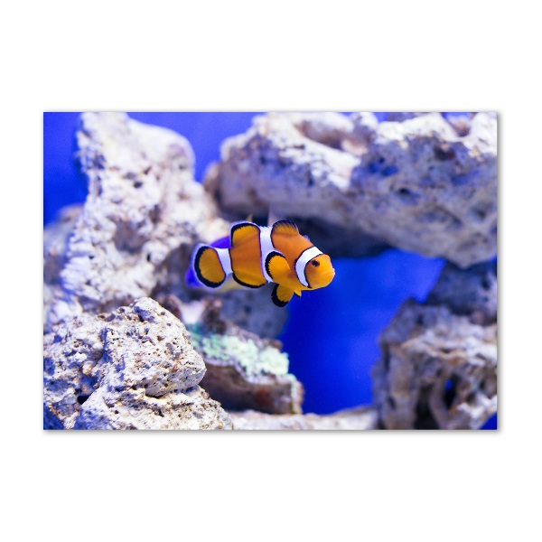 Glass art print Coral reef clowns