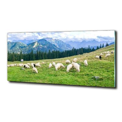 Wall art on glass Sheep in the tatra mountains