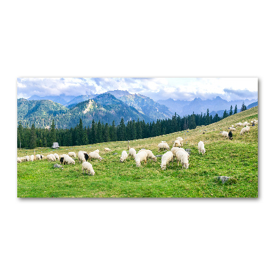 Wall art on glass Sheep in the tatra mountains