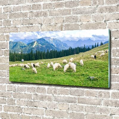 Wall art on glass Sheep in the tatra mountains