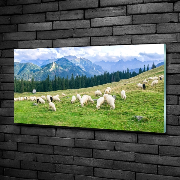 Wall art on glass Sheep in the tatra mountains