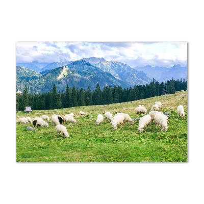 Wall art on glass Sheep in the tatra mountains