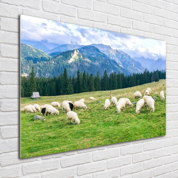 Wall art on glass Sheep in the tatra mountains