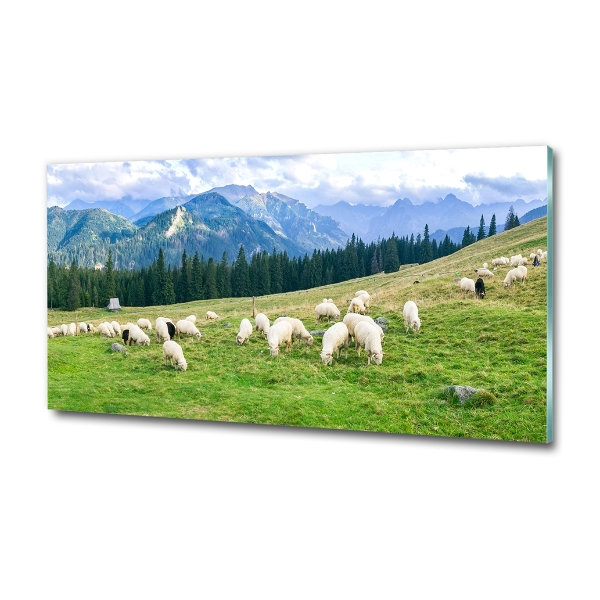 Wall art on glass Sheep in the tatra mountains