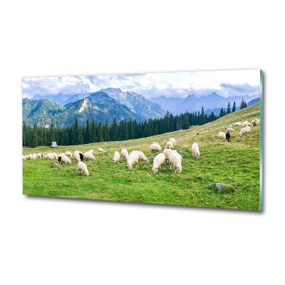 Wall art on glass Sheep in the tatra mountains